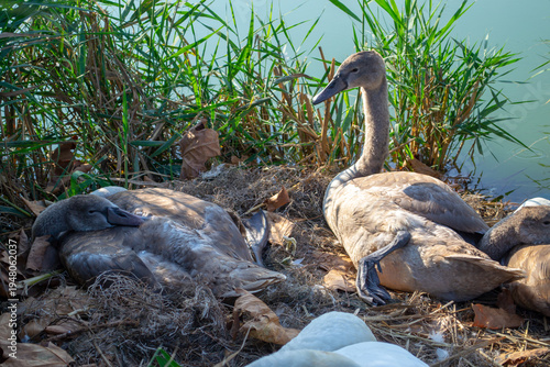 Photography Swan cygnets resting comfortably on a nest near a lake, surrounded by green reeds and fallen leaves