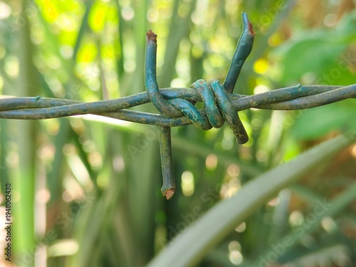 Barbed Wire Close-Up with Green Nature Background