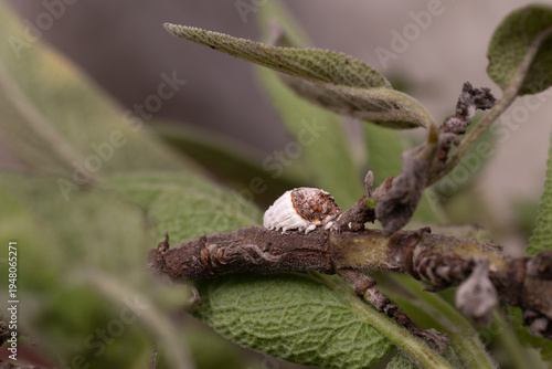 Close up of Icerya purchasi (Cottony cushion scale) on a sage plant