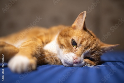 Foto Ginger cat with white paws lying on a blue bedspread, showcasing a relaxed postu