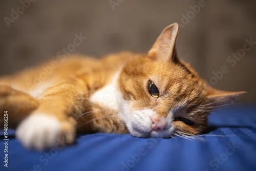 Fototapeta Ginger cat with white paws lying on a blue bedspread, showcasing a relaxed posture and soft fur texture in a cozy indoor setting