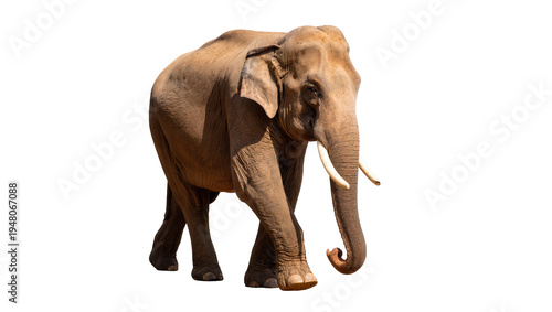 Photography Isolated majestic Asian elephant with a long trunk and small tusks walking grace