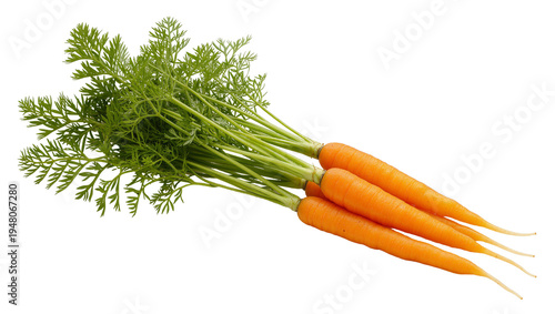 Isolated bunch of fresh organic carrots with vibrant green tops, perfect healthy food ingredient