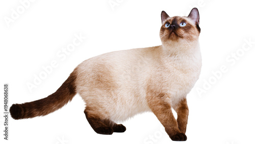 Foto Isolated beautiful Siamese cat with cream fur and brown points, blue eyes, looking up