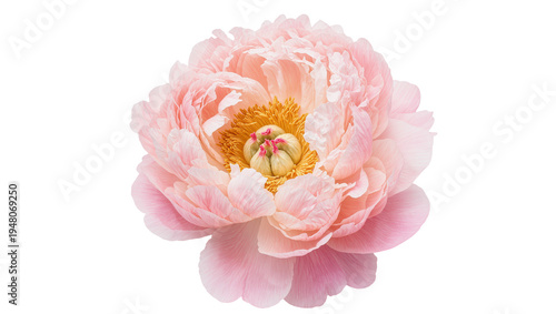 Εκτύπωση καμβά Isolated delicate light pink peony flower with lush petals, a symbol of spring a