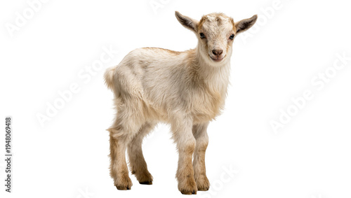Isolated adorable baby goat kid standing cutely in a studio shot looking at camera