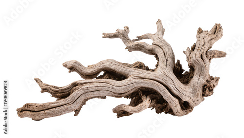 Isolated piece of natural weathered driftwood on a clean white for aquarium design