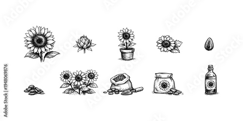 Hand-drawn illustrations depict the life cycle and products of sunflowers, from seed to oil