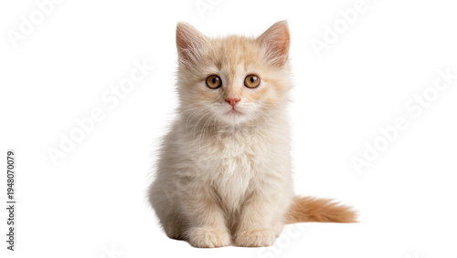 Tableau sur toile Isolated adorable fluffy light-colored kitten sitting and looking directly at th