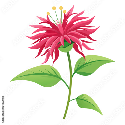 pink bee balm petite wonder flower isolated on white