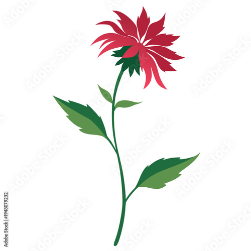 red bee balm petite wonder flower isolated on white
