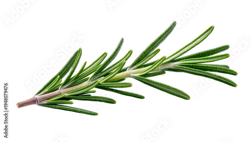 Isolated fresh green rosemary sprig aromatic herb for seasoning and culinary recipes