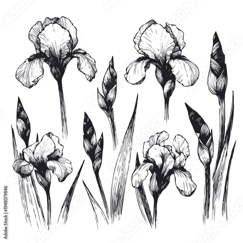 Handdrawn Botanical Iris and Buds Sketch Hand Drawn Doodle Set Of Contour Spring Flowers Line Art Floral, Leaves Black And White Illustration Decorative Elements Plants Stylized Drawing