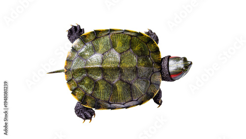 Obraz na plátně Isolated overhead studio shot of a vibrant red-eared slider turtle with a green