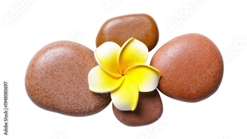 Canvastavla Isolated beautiful yellow and white plumeria flower with natural smooth spa ston