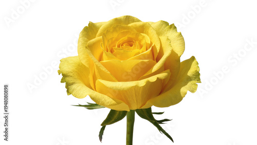 Принти на полотні Isolated beautiful fresh yellow rose flower in full bloom, a vibrant symbol of j