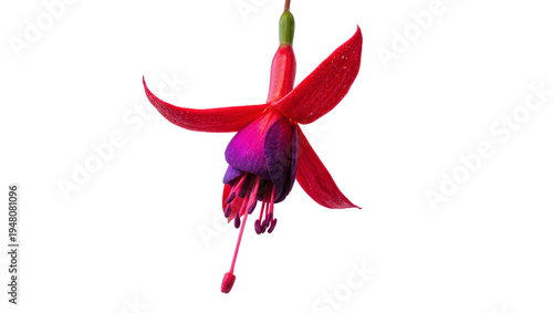 Fotografía Isolated vibrant red and purple fuchsia flower with delicate petals blooming dow