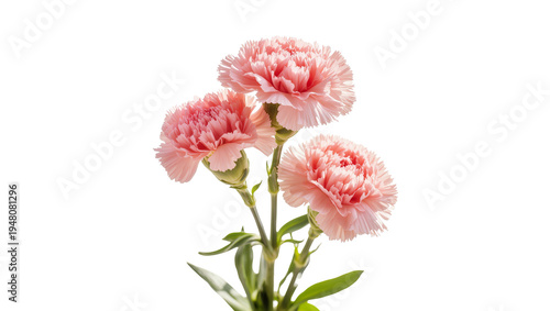 Isolated beautiful vibrant pink carnation flowers with green stems and leaves, elegant floral display