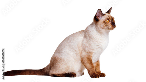 Canvastavla Isolated elegant cream-colored Tonkinese cat sitting in profile, looking attenti