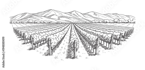 Hand drawn vineyard rows stretching towards distant mountains grapes vines landscape