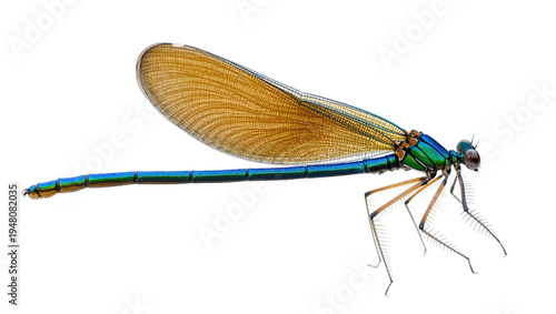 Photos Isolated vibrant iridescent damselfly with shimmering blue-green body and detail