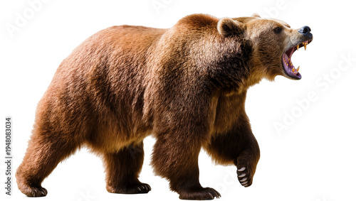 Foto Isolated massive brown bear walking and roaring loudly, displaying its intimidat