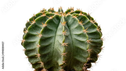 Isolated round green cactus with sharp spines, exotic desert plant, perfectly symmetrical succulent