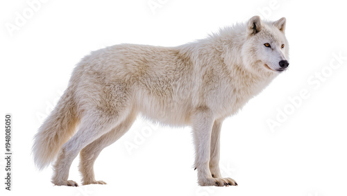 Isolated majestic arctic wolf standing, thick creamy white fur, intelligent golden eyes