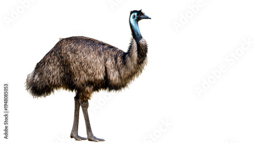Canvastavla Isolated emu, a majestic large flightless bird native to Australia with powerful