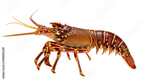Tableau sur toile Isolated spiny lobster, fresh crustacean marine animal, delicious gourmet ingred