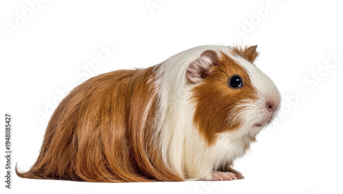 Slika na platnu Isolated long-haired brown and white guinea pig, full body, side view, adorable