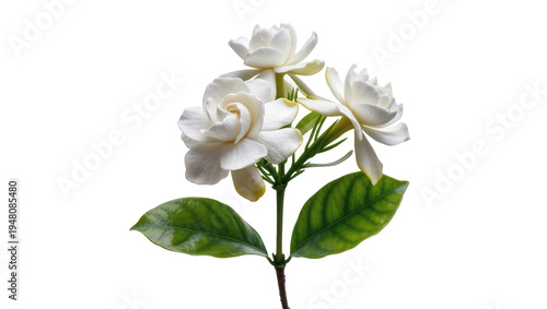 Fotografi Isolated fresh white gardenia flowers with vibrant green leaves, elegant and fragrant botanical beauty