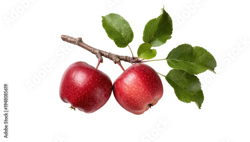 Foto Isolated vibrant red apples hanging from a small branch with fresh green foliage