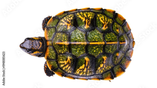Fotografie Isolated colorful freshwater turtle with detailed green and yellow patterned she