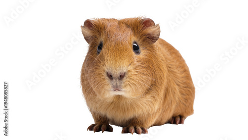 Isolated adorable brown pet guinea pig standing full body with shiny black eyes studio shot