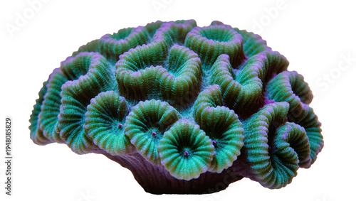 Isolated vibrant green and purple Favia brain coral, colorful marine aquarium specimen
