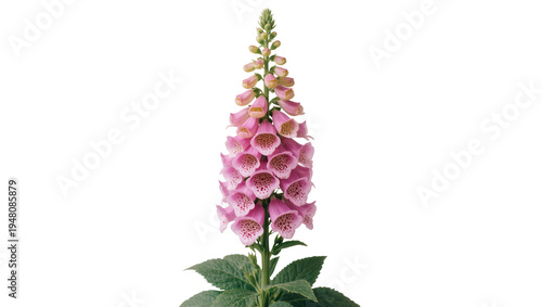 Canvastavla Isolated beautiful pink foxglove plant with distinctive spotted bell-shaped blos
