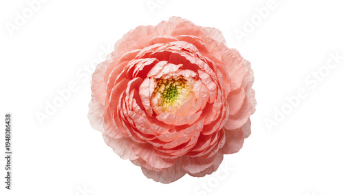 Fotografie Isolated elegant ranunculus flower with numerous delicate pink petals blooming b