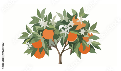 Flowering orange fruit tree with ripe citrus and blossoms botanical vector illustration