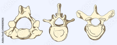 Human Vertebrae Anatomy, Cervical, Thoracic, and Lumbar Section