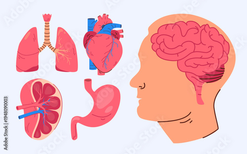 Human Organs Brain Heart Lungs Stomach and Kidney 