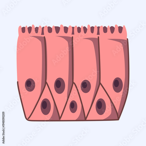 Ciliated Columnar Epithelium Cell Structure