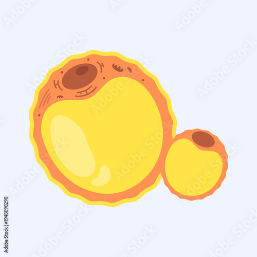 Adipocyte Fat Cell Anatomy