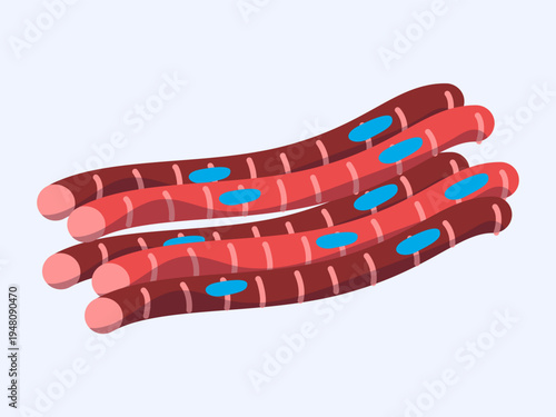 Skeletal Muscle Fibers Anatomy