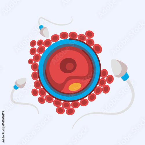 Sperm Cells Fertilizing Ovum - Human Reproduction Concept
