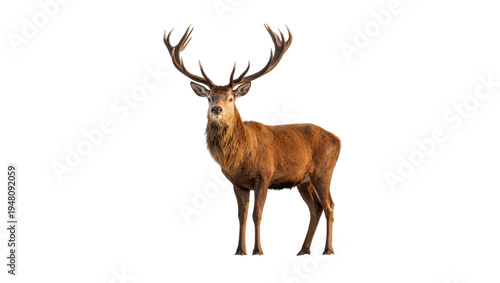 Quadro em tela Isolated majestic red deer stag with impressive antlers standing gracefully on i