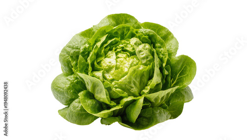 Tableau sur toile Isolated fresh organic butterhead lettuce, crisp green leaves, healthy natural f