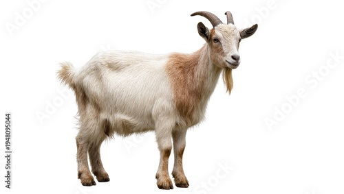 Obraz na plátně Isolated adult male goat with brown and white fur, distinctive horns and a long