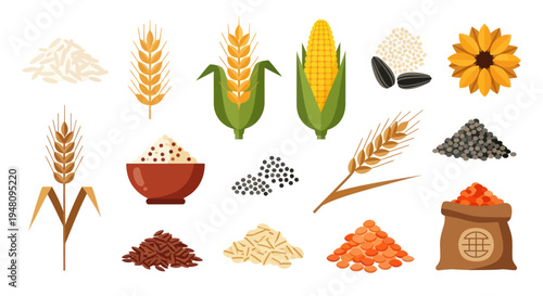 Various grains and seeds vector illustration