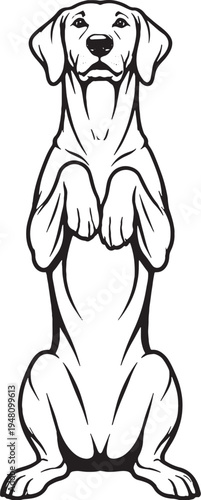 Weimaraner Sitting Beg Pose Front View Black and White Line Art Illustration